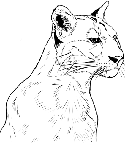 Face Of Puma  Coloring Page